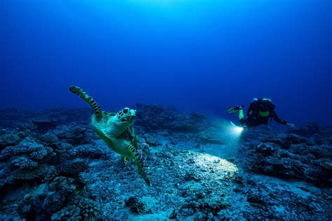 Rolex Premieres Perpetual Planet: Heroes of the Oceans 